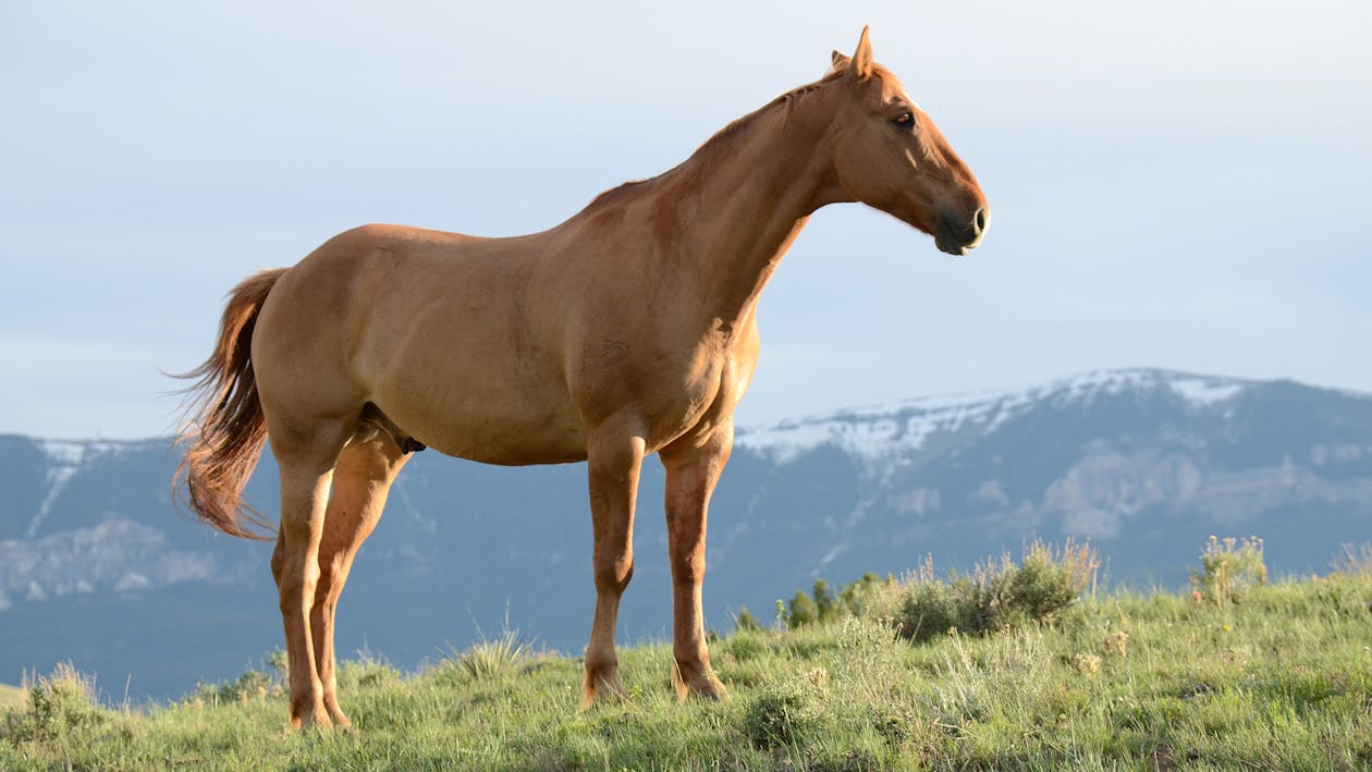 A healthy horse standing in an open field