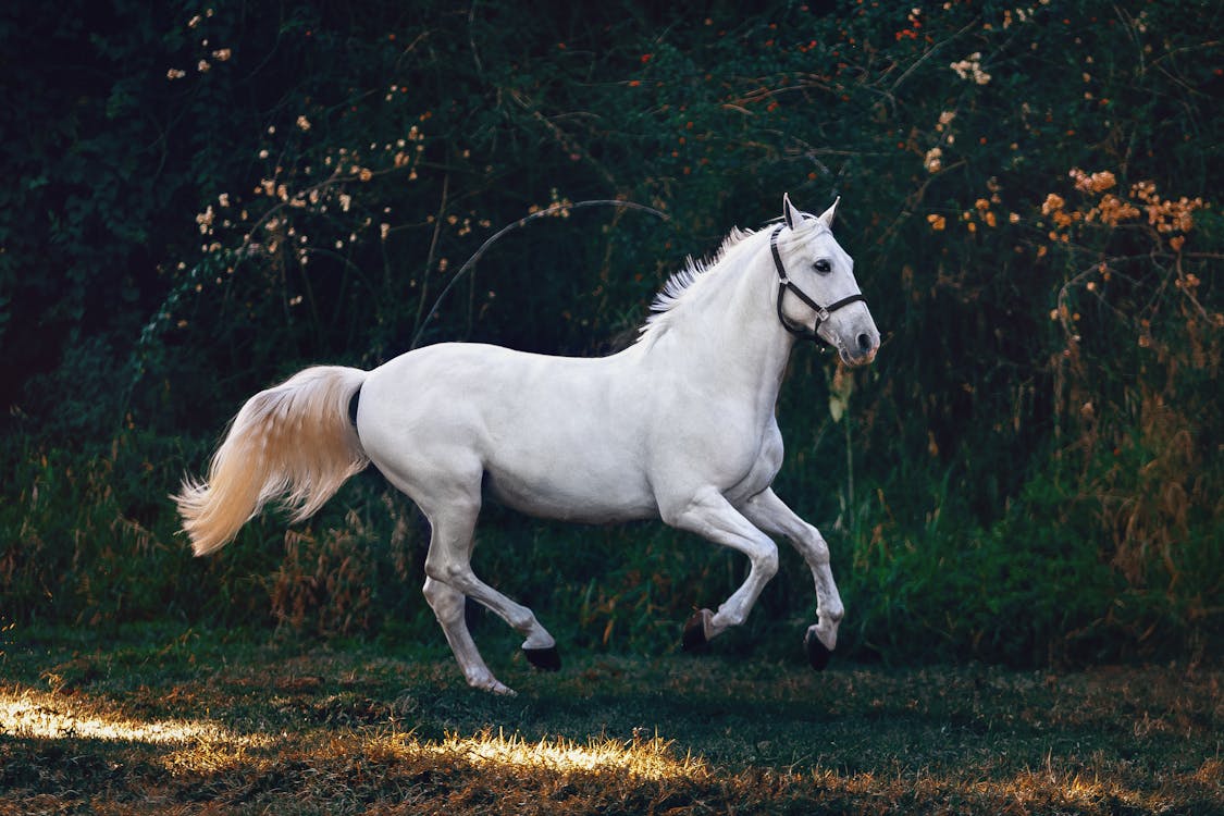 Horse in stable setting