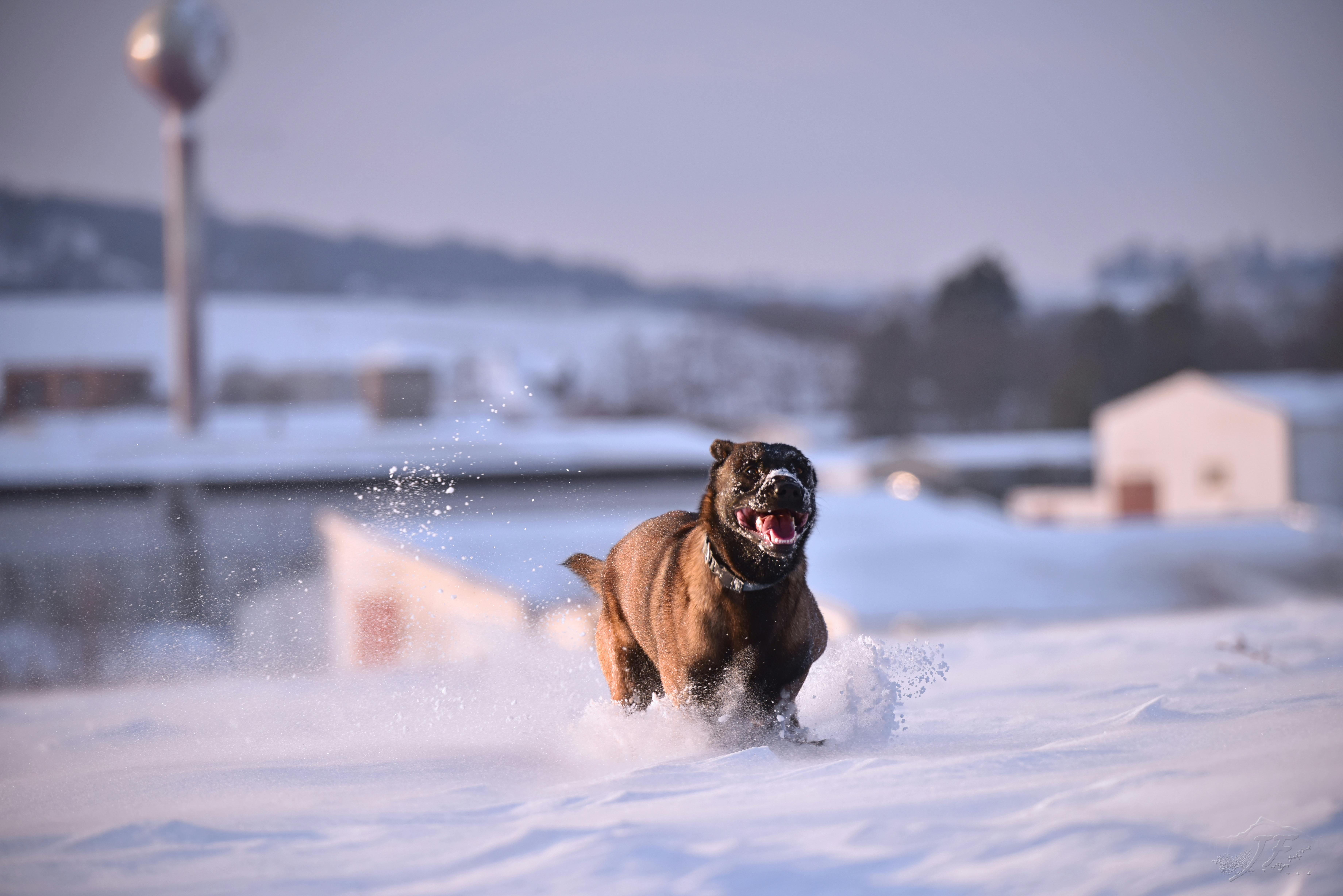 Healthy active dog running in a field