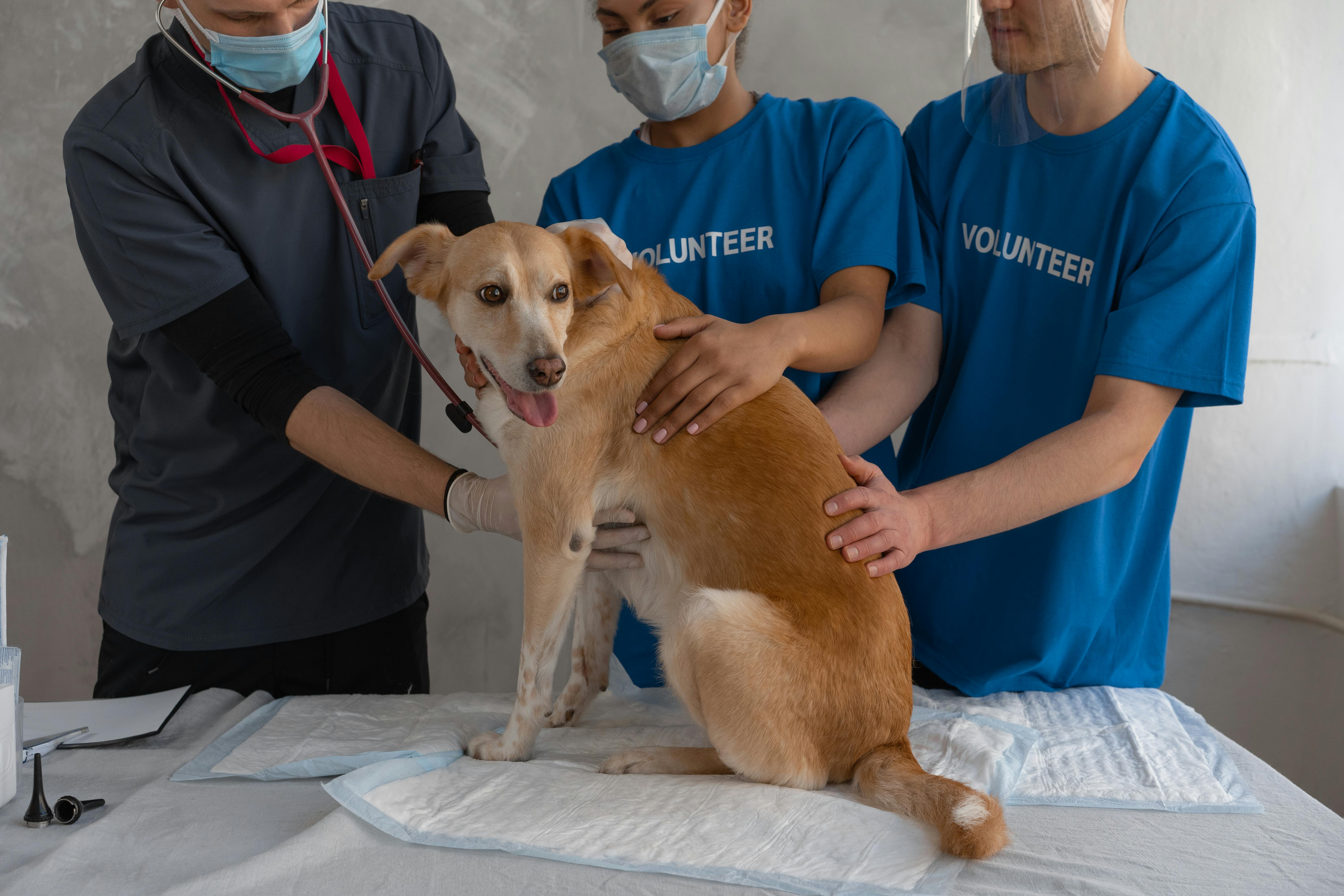 Owner treating a dog with a red light therapy device